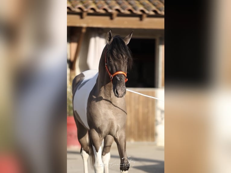 Andalusiër Hengst 3 Jaar 160 cm Tobiano-alle-kleuren in Cornillon-Confoux