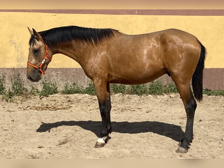 Andalusiër Hengst 3 Jaar 162 cm Buckskin in Cacéres