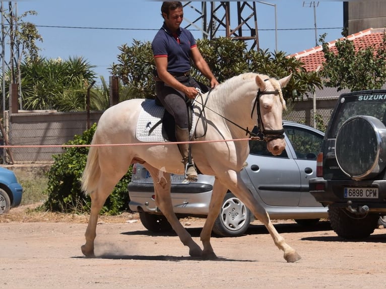 Andalusiër Hengst 3 Jaar 162 cm Cremello in Provinz Malaga