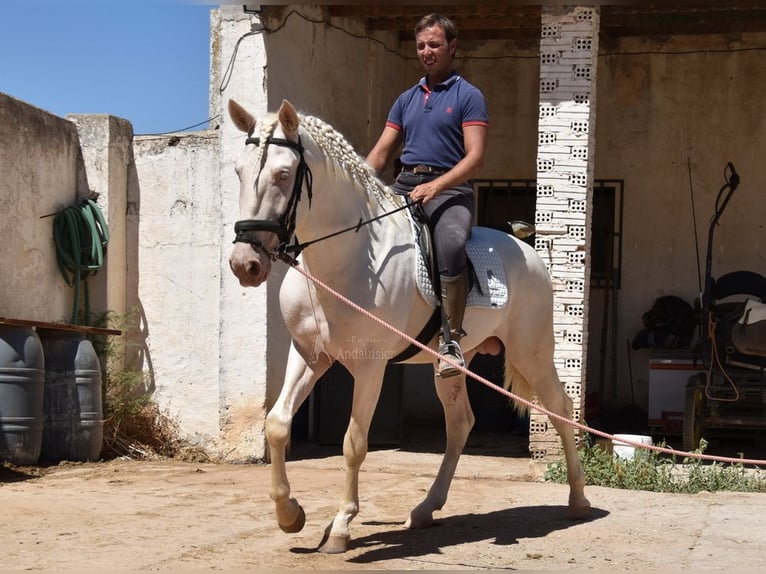 Andalusiër Hengst 3 Jaar 162 cm Cremello in Provinz Malaga