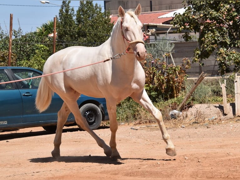 Andalusiër Hengst 3 Jaar 162 cm Cremello in Provinz Malaga