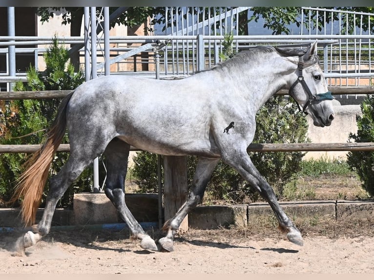 Andalusiër Hengst 3 Jaar 163 cm Schimmel in Mallorca