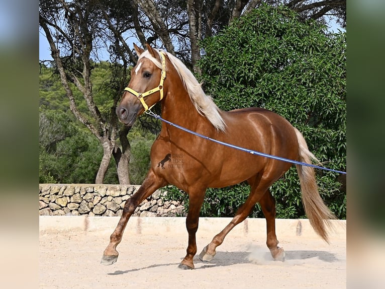 Andalusiër Hengst 3 Jaar 164 cm Palomino in Menorca