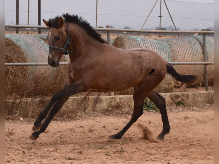 Andalusiër Hengst 3 Jaar 165 cm Schimmel in Mallorca