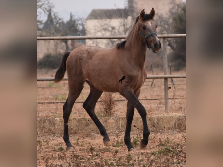 Andalusiër Hengst 3 Jaar 165 cm Schimmel in Mallorca