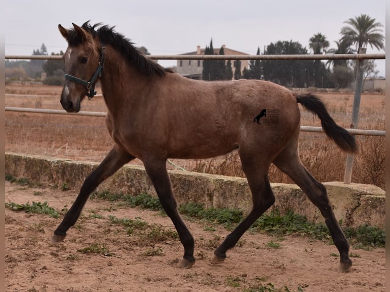 Andalusiër Hengst 3 Jaar 165 cm Schimmel in Mallorca