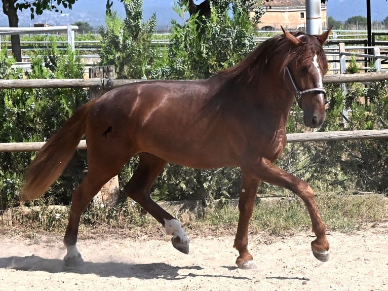 Andalusiër Hengst 3 Jaar 165 cm Vos in Mallorca