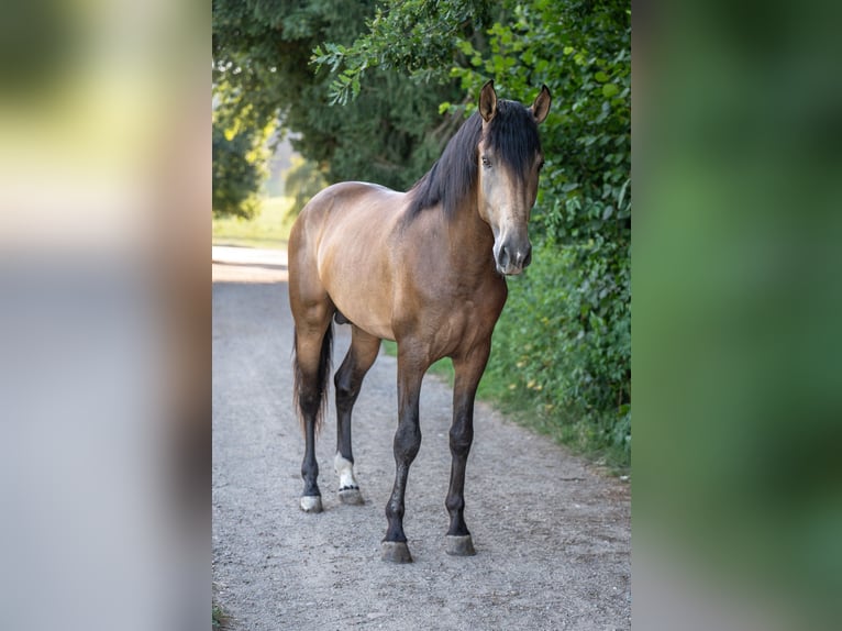 Andalusiër Hengst 3 Jaar 167 cm Buckskin in Lochen am See
