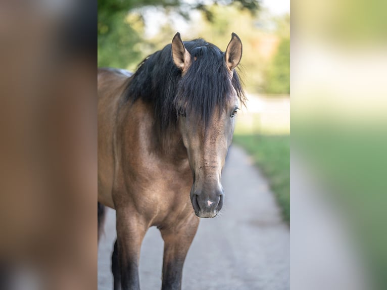 Andalusiër Hengst 3 Jaar 167 cm Buckskin in Lochen am See