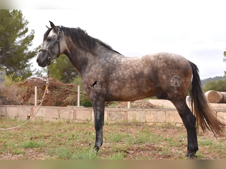 Andalusiër Hengst 3 Jaar 167 cm Falbe in Mallorca