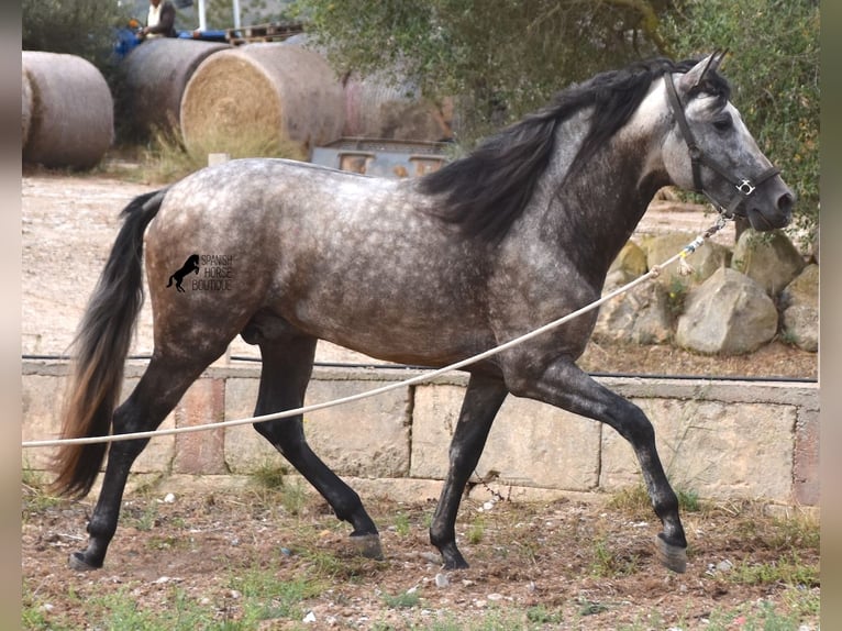 Andalusiër Hengst 3 Jaar 167 cm Falbe in Mallorca