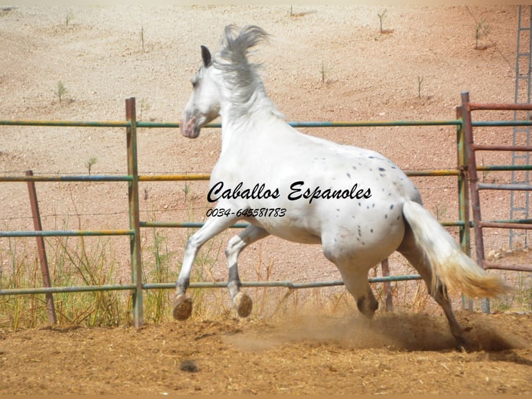 Andalusiër Hengst 3 Jaar 168 cm Gevlekt-paard in Vejer de la Frontera