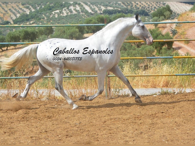 Andalusiër Hengst 3 Jaar 168 cm Gevlekt-paard in Vejer de la Frontera