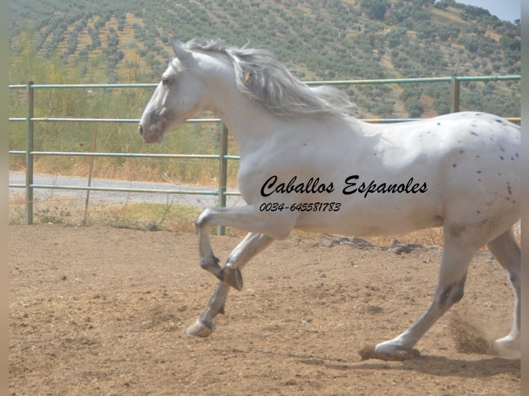 Andalusiër Hengst 3 Jaar 168 cm Gevlekt-paard in Vejer de la Frontera