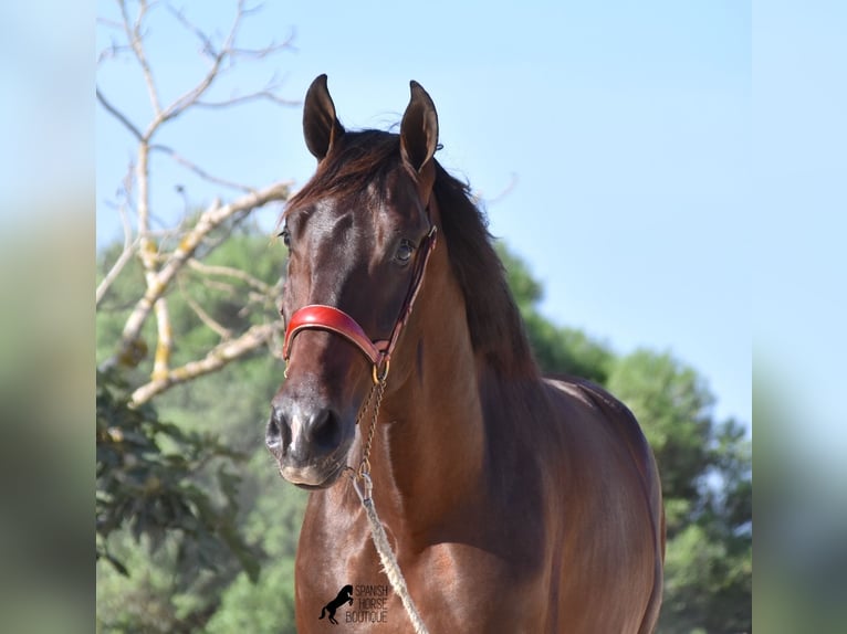 Andalusiër Hengst 3 Jaar 170 cm Bruin in Menorca