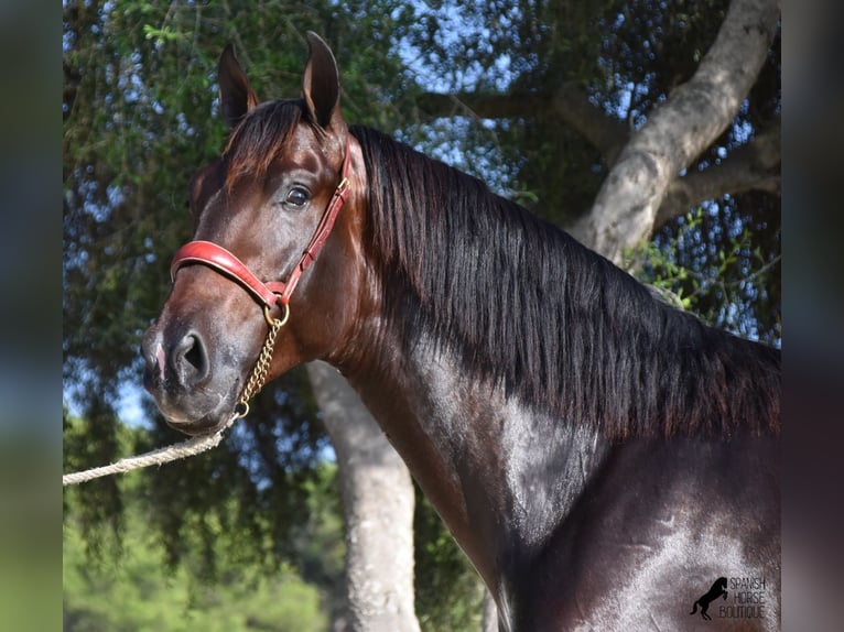 Andalusiër Hengst 3 Jaar 170 cm Bruin in Menorca