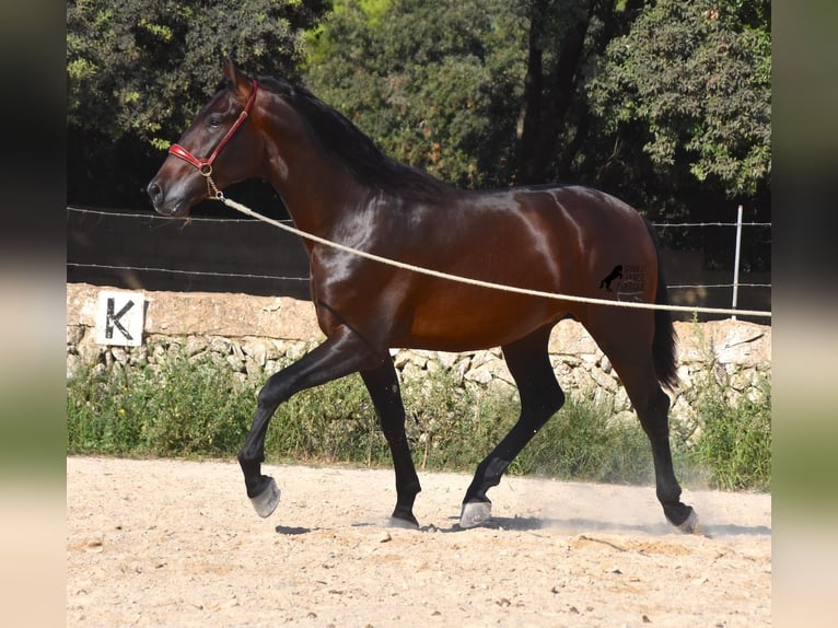 Andalusiër Hengst 3 Jaar 170 cm Bruin in Menorca