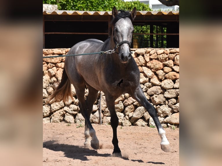 Andalusiër Hengst 3 Jaar 170 cm Schimmel in Menorca