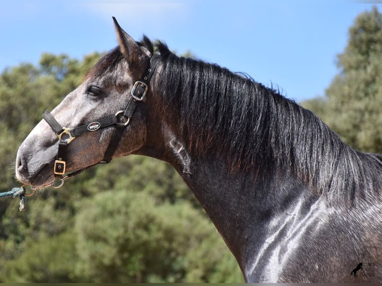 Andalusiër Hengst 3 Jaar 170 cm Schimmel in Menorca