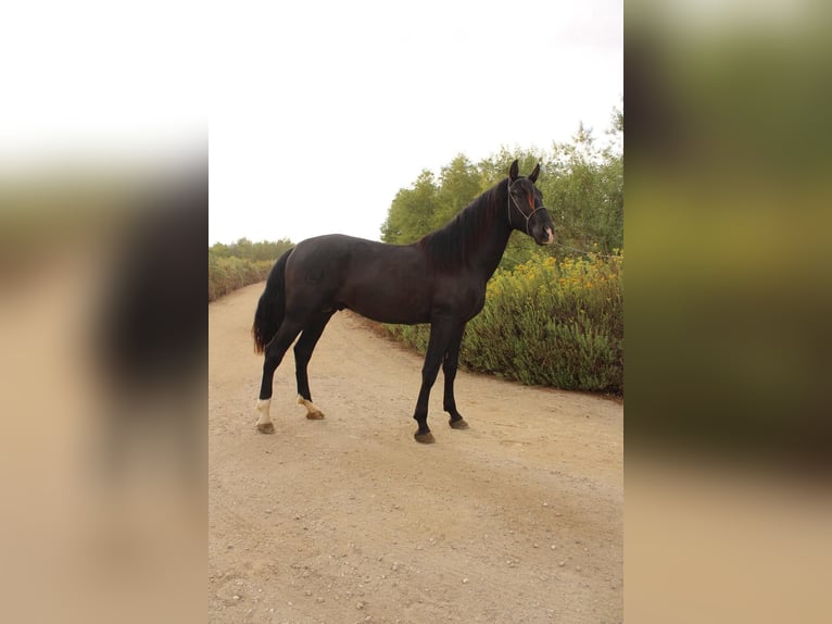 Andalusiër Hengst 3 Jaar 173 cm Zwart in Corona, CA