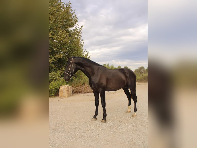 Andalusiër Hengst 3 Jaar 173 cm Zwart in Corona, CA