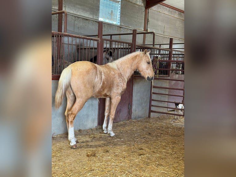Andalusiër Hengst 3 Jaar Palomino in Chiclana