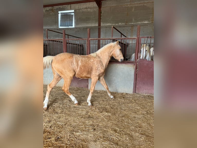 Andalusiër Hengst 3 Jaar Palomino in Chiclana