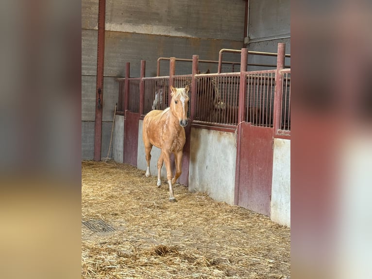 Andalusiër Hengst 3 Jaar Palomino in Chiclana