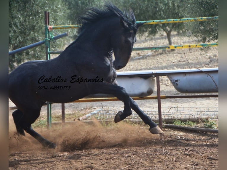 Andalusiër Hengst 3 Jaar Zwartschimmel in Vejer de la Frontera