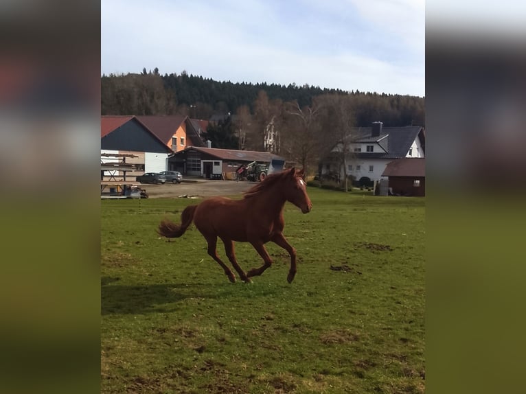 Andalusier Hengst 3 Jahre 150 cm Fuchs in Weißenhorn