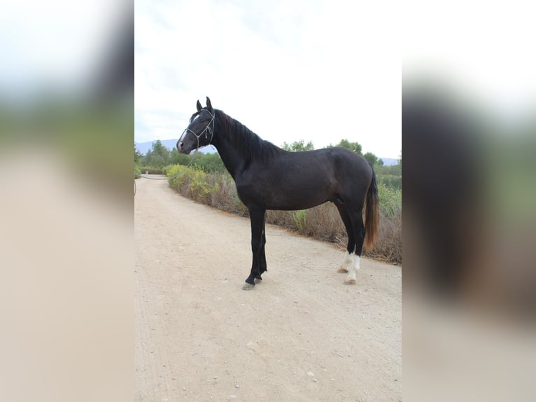 Andalusier Hengst 3 Jahre 152 cm Schimmel in Corona