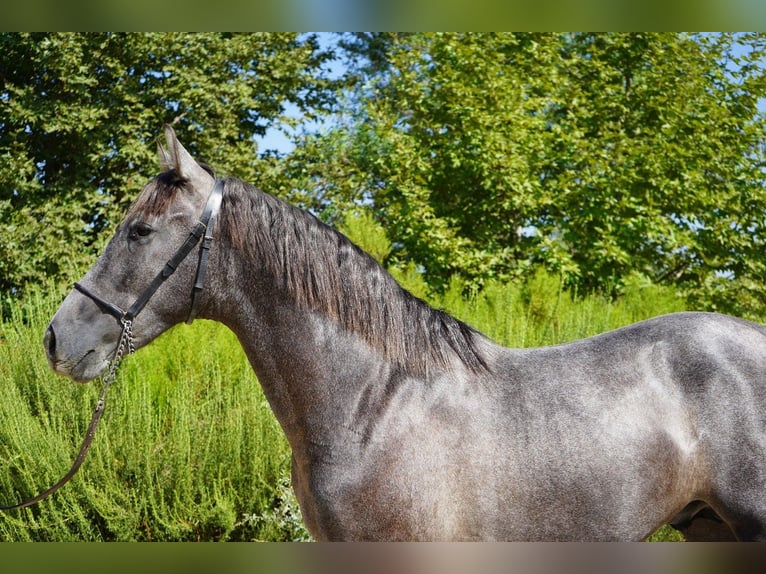 Andalusier Hengst 3 Jahre 152 cm Schimmel in Corona, CA