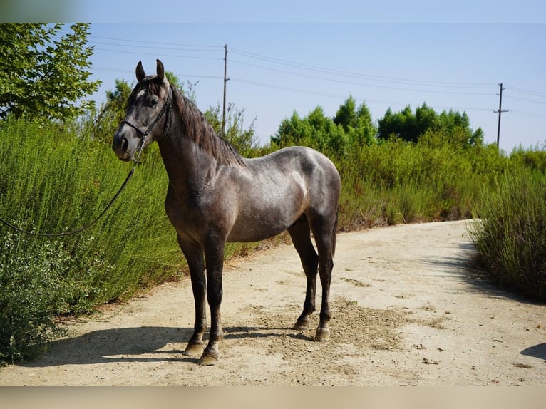 Andalusier Hengst 3 Jahre 152 cm Schimmel in Corona, CA
