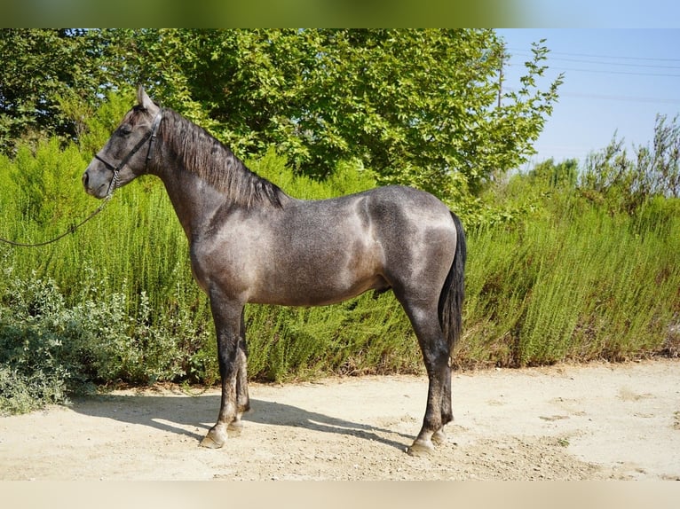Andalusier Hengst 3 Jahre 152 cm Schimmel in Corona, CA