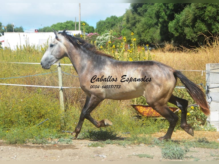 Andalusier Hengst 3 Jahre 153 cm Braunfalbschimmel in Vejer de la Frontera