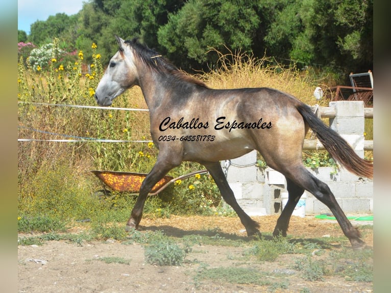 Andalusier Hengst 3 Jahre 153 cm Braunfalbschimmel in Vejer de la Frontera