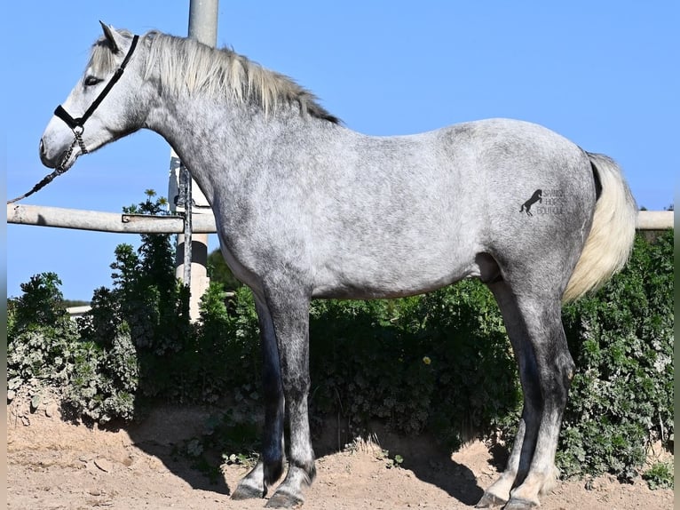 Andalusier Hengst 3 Jahre 154 cm Schimmel in Menorca
