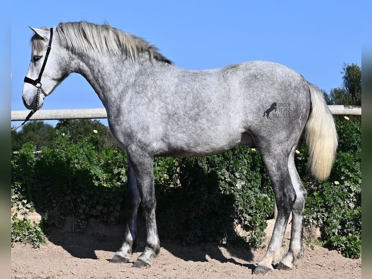 Andalusier Hengst 3 Jahre 154 cm Schimmel in Menorca