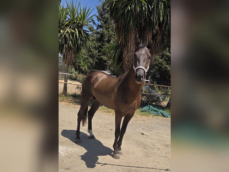 Andalusier Hengst 3 Jahre 155 cm Brauner in Vejer de la Frontera