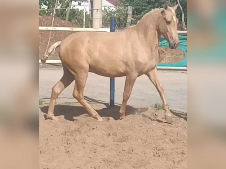 Andalusier Hengst 3 Jahre 155 cm Palomino in Vejer de la Frontera