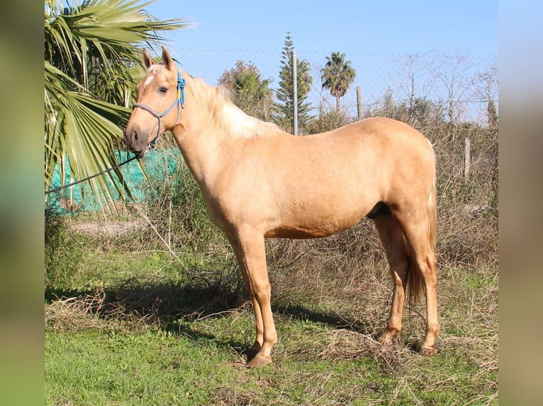 Andalusier Hengst 3 Jahre 155 cm Palomino in Vejer de la Frontera
