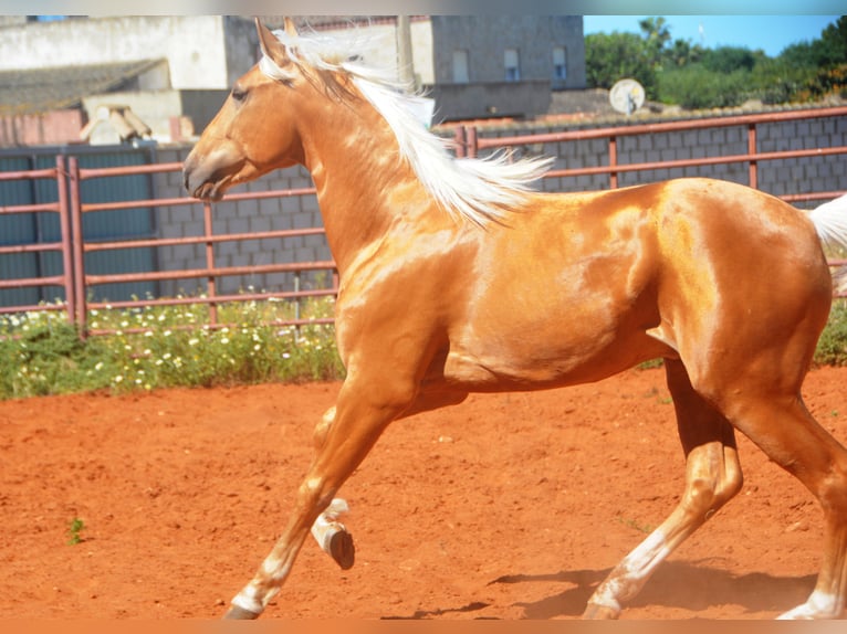 Andalusier Hengst 3 Jahre 155 cm Palomino in Chiclana