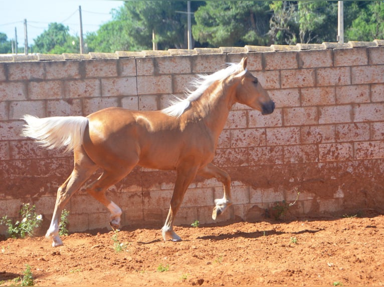Andalusier Hengst 3 Jahre 155 cm Palomino in Chiclana