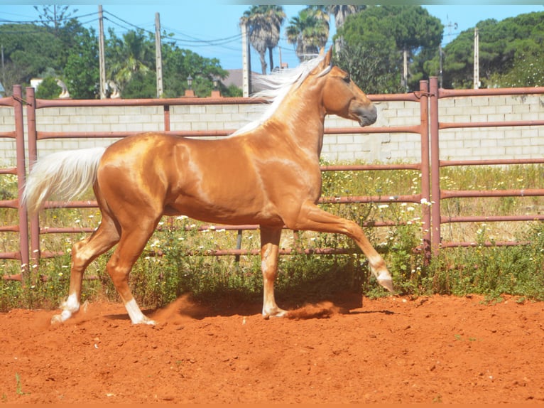 Andalusier Hengst 3 Jahre 155 cm Palomino in Chiclana
