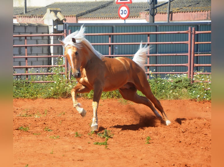 Andalusier Hengst 3 Jahre 155 cm Palomino in Chiclana