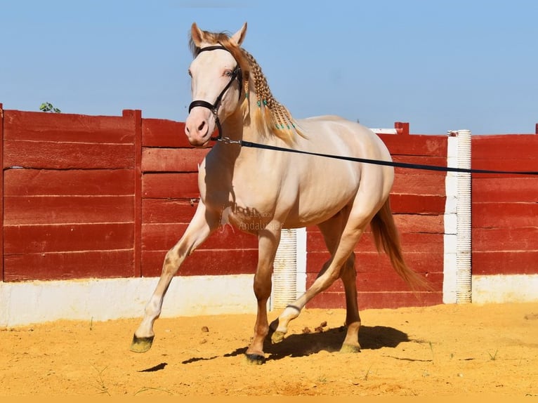 Andalusier Hengst 3 Jahre 155 cm Perlino in Provinz Cordoba