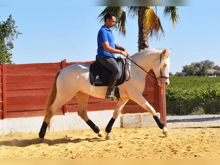 Andalusier Hengst 3 Jahre 155 cm Perlino in Provinz Cordoba