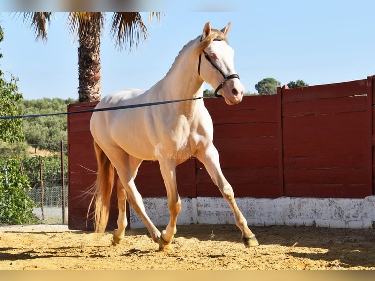 Andalusier Hengst 3 Jahre 155 cm Perlino in Provinz Cordoba