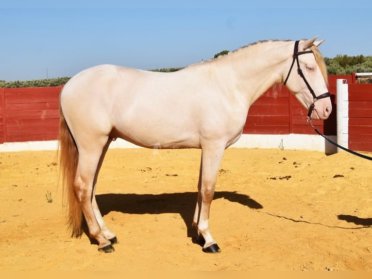 Andalusier Hengst 3 Jahre 155 cm Perlino in Provinz Cordoba