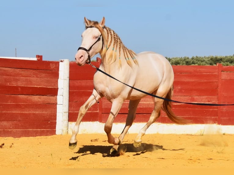 Andalusier Hengst 3 Jahre 155 cm Perlino in Provinz Cordoba
